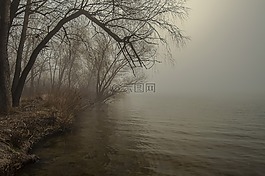 霧,樹(shù),黎明