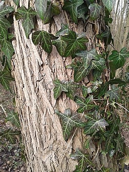 常春藤,樹皮,樹