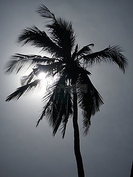 棕櫚,太陽,日落