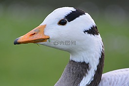 鵝,動物,性質