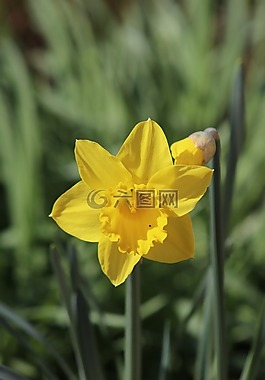 水仙,喇叭水仙,花