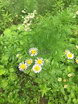 花,植物,菊