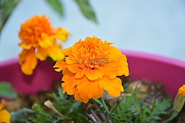 香石竹的印度,花,橙色