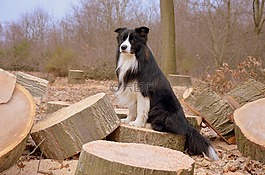 狗,边境牧羊犬,英国牧羊犬