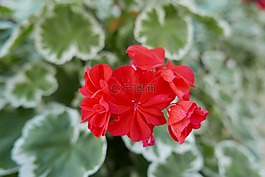 紅花,植物,花