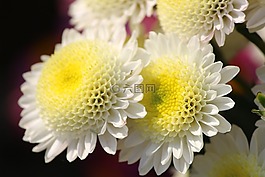 花,菊花,媽媽