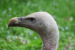 動物世界,性質(zhì),鳥