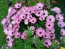 花,紫,廠