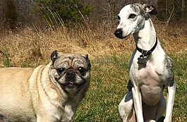 帕格,惠比特犬,狗