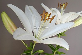 花,性質(zhì),花瓣