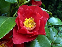 廠,性質(zhì),開花