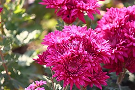 菊花,花,媽媽
