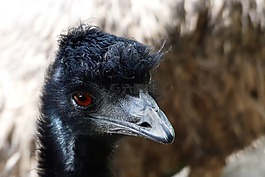 動(dòng)物,鳥,動(dòng)物世界