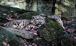 猞猁,動(dòng)物,捕食