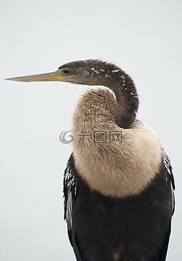 anhinga,鳥,野生動(dòng)物
