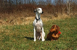 惠比特犬,臘腸犬,狗