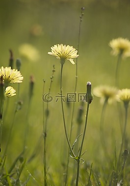 蒲公英,假蒲公英,野花