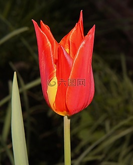 郁金香,紅色,花
