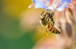 蜜蜂,昆虫,日落