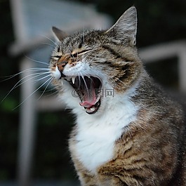貓咪,動物,貓