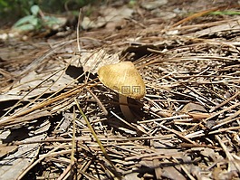 真菌,性質(zhì),蘑菇