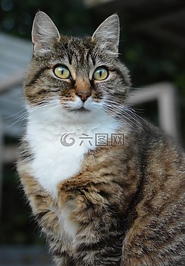 貓咪,動物,貓