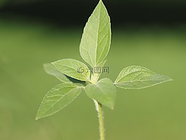 葉子,太陽(yáng),夏季
