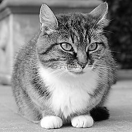 貓咪,動物,貓