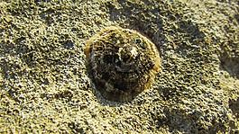 帽贝,石,海