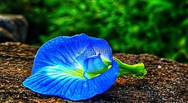 花,藍(lán)色,綠色