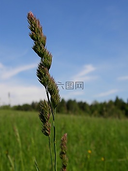 植物,草,天空