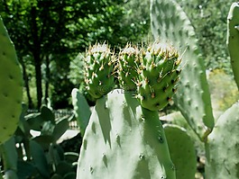 higera,chumba,水果