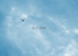 nartnik,昆蟲(chóng),水