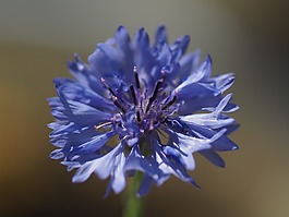 花,琉璃苣,蓝色