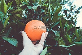 橙色,樹,手