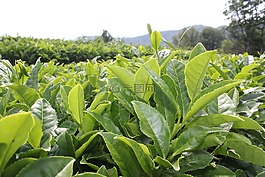 茶,茶園,植物