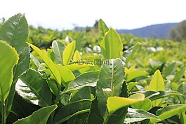 茶,茶園,植物