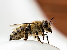 蜜蜂,關(guān)閉,昆蟲