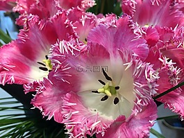 郁金香,花卉,春天