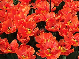 郁金香,紅色郁金香,春天