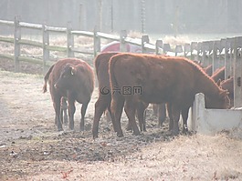 牛,奶牛,籬笆
