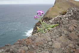 海洋,克里夫,巖