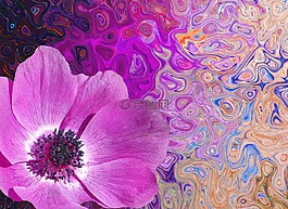 罌粟,背景,開(kāi)花