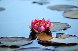 水百合,池,自然