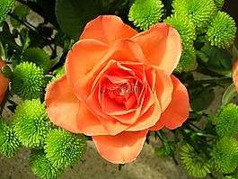 玫瑰,橙,開花