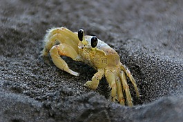 蟹,黃色,海
