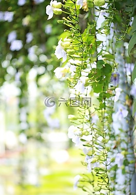 白色藤花,白天,風(fēng)景、植物