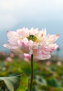 蓮花,荷花,風(fēng)景