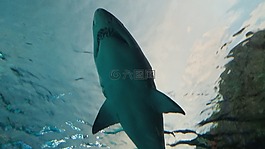 鯊魚,水下,捕食者