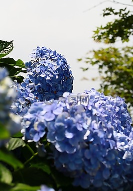 紫陽花,樹,植物